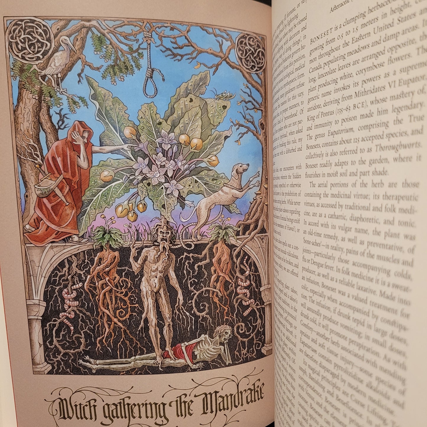 The Green Mysteries: An Occult Herbarium by Daniel Schulke with Illustrations by Benjamin Vierling (Three Hands Press, 2022) Hardcover Edition