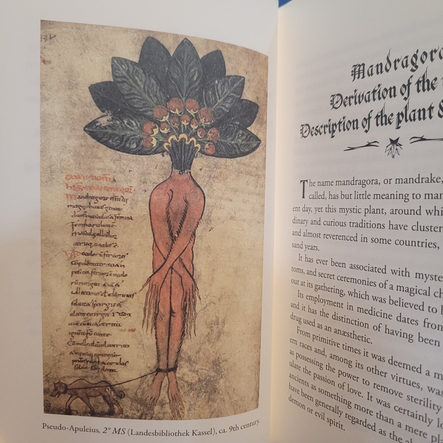 The Mystic Mandrake by C.J.S. Thompson (Hexen Press, 2026) Hardcover