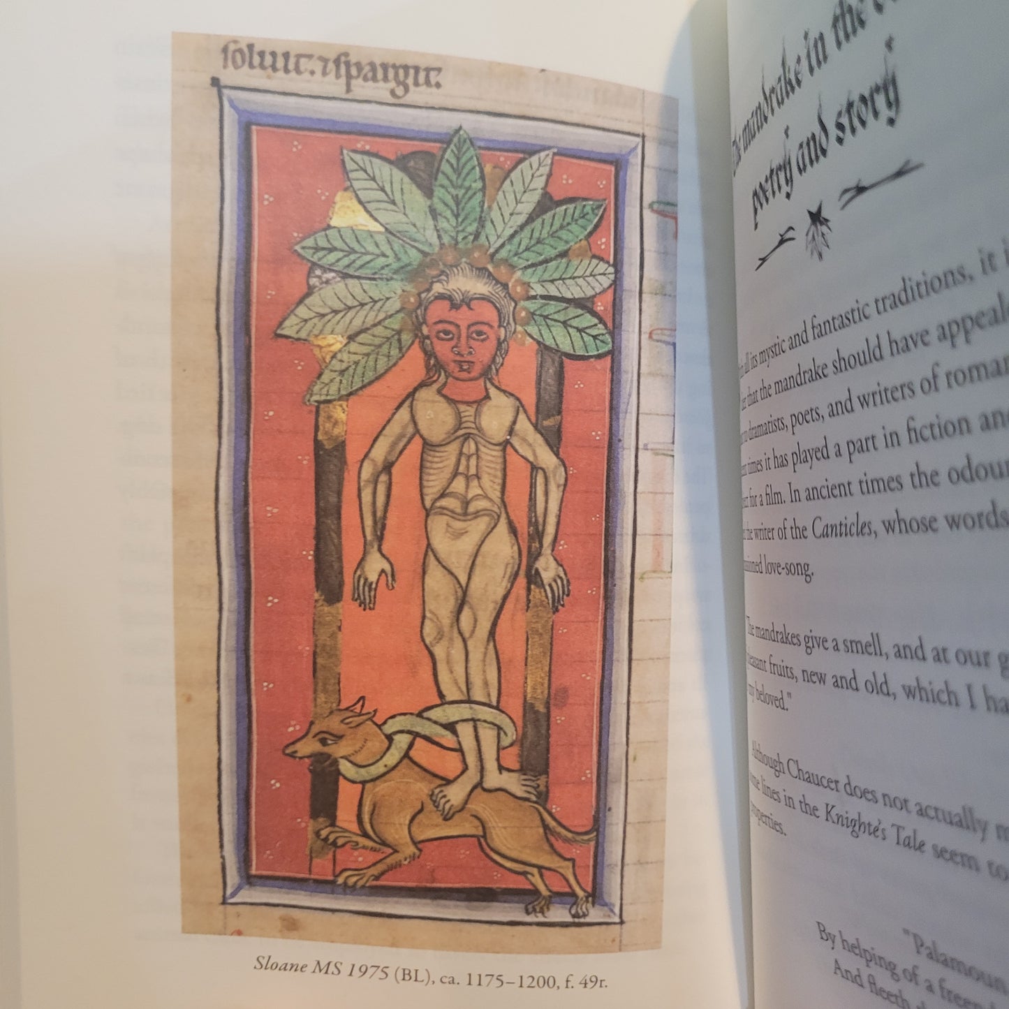 The Mystic Mandrake by C.J.S. Thompson (Hexen Press, 2026) Hardcover