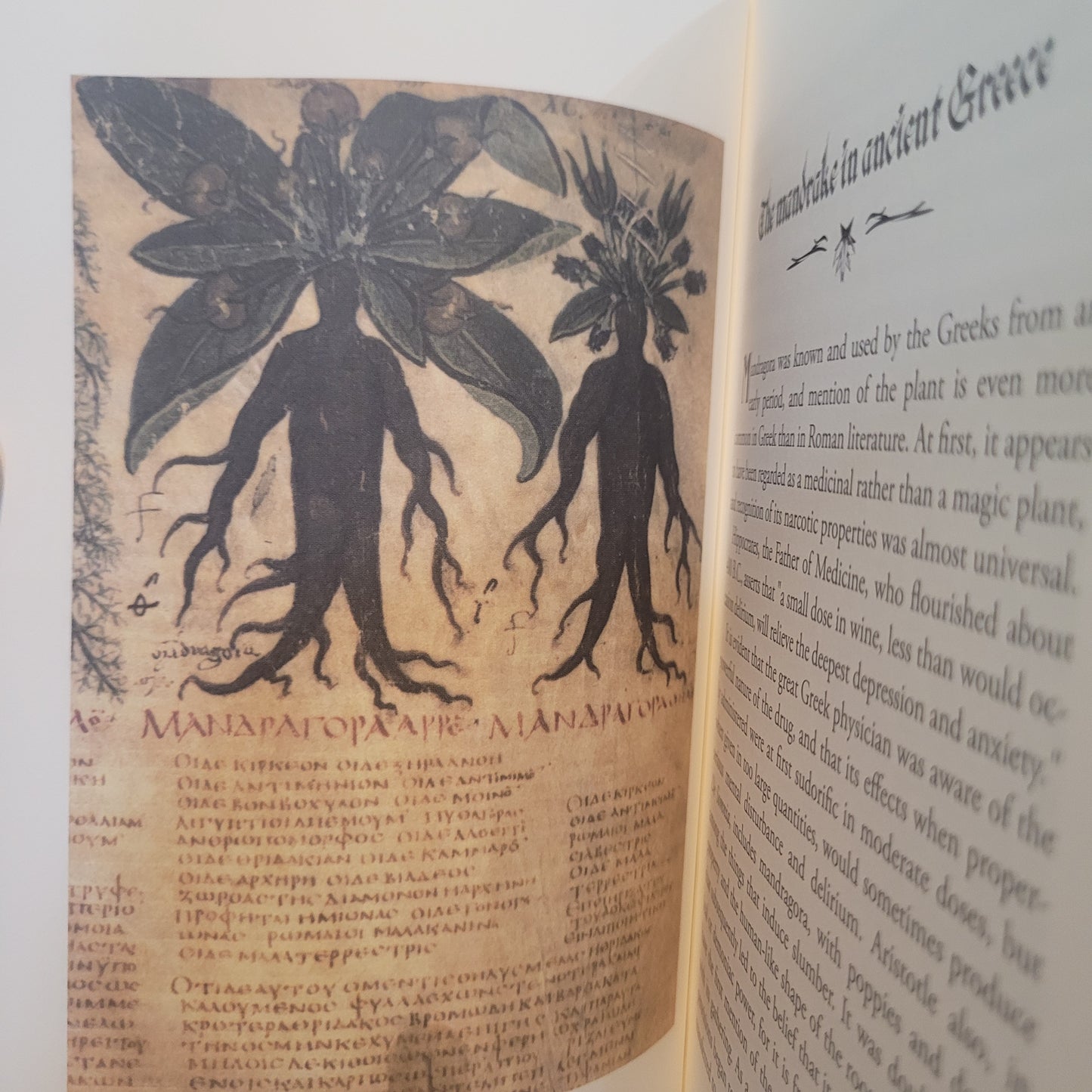 The Mystic Mandrake by C.J.S. Thompson (Hexen Press, 2026) Hardcover