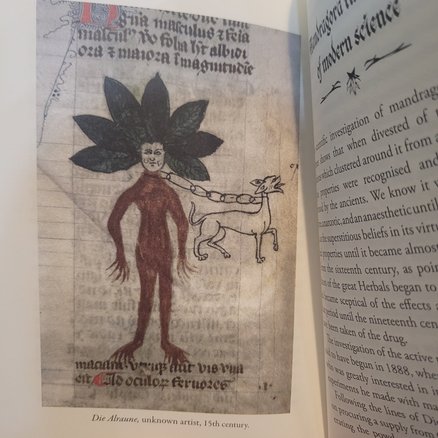 The Mystic Mandrake by C.J.S. Thompson (Hexen Press, 2026) Hardcover