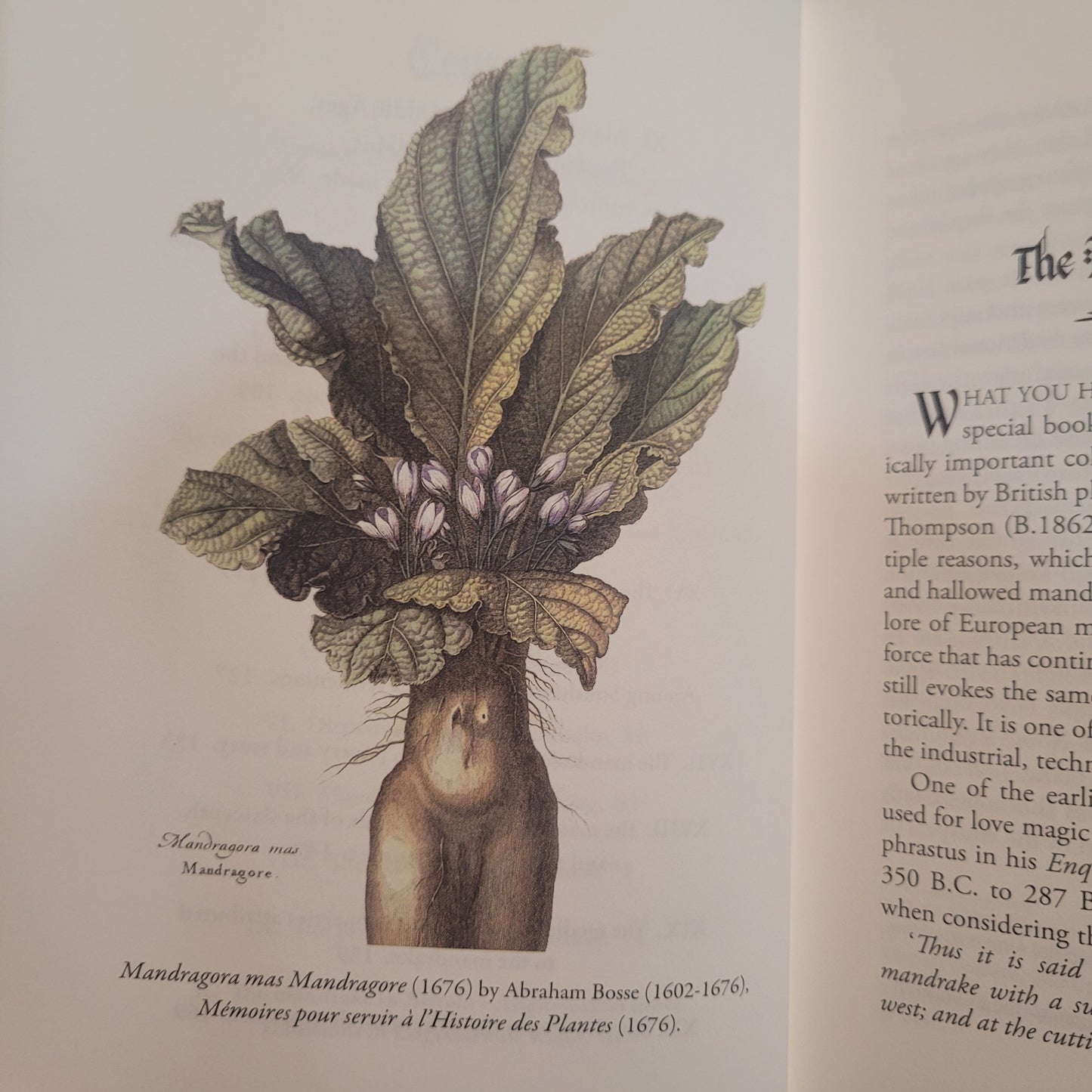 The Mystic Mandrake by C.J.S. Thompson (Hexen Press, 2026) Hardcover